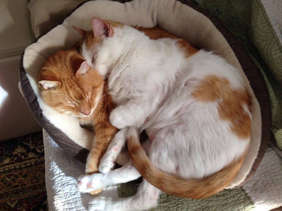 best-friends-adopted-7