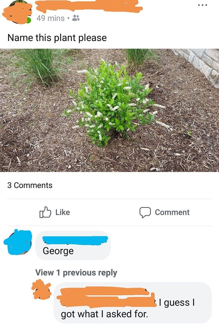 plant