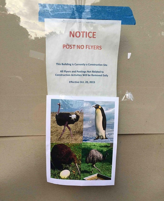 birds