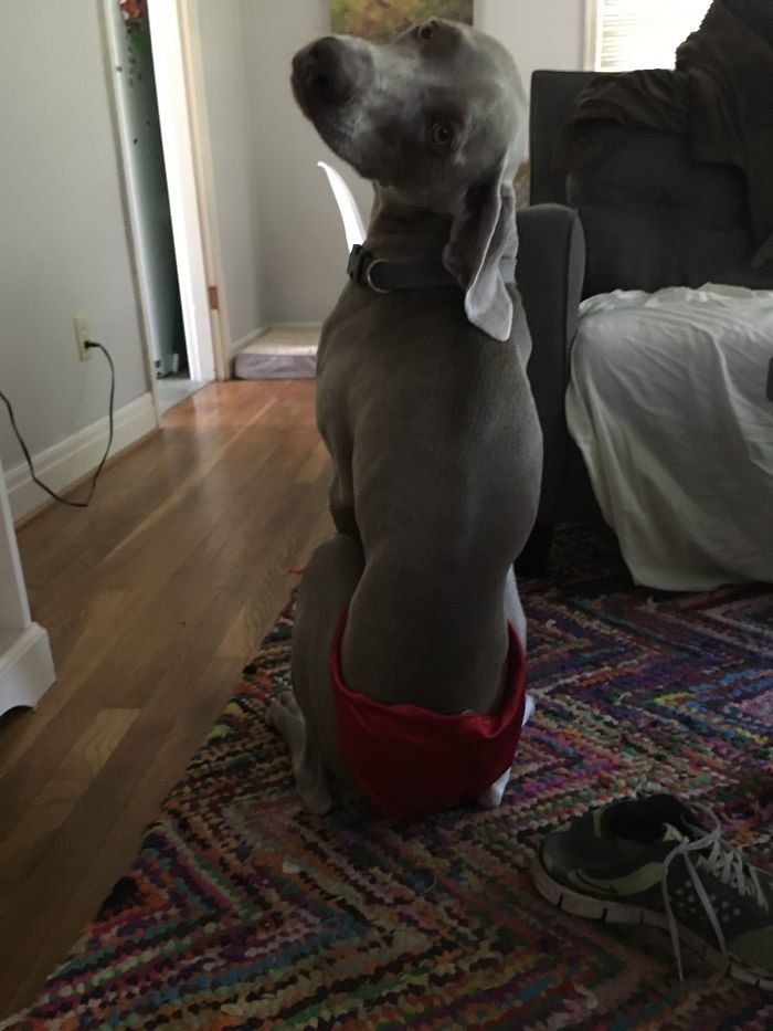 dog
